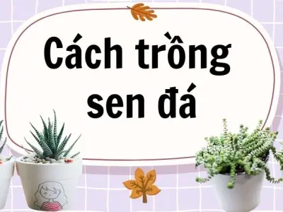 Cách trồng sen đá sống lâu ít chết cho người bận rộn!