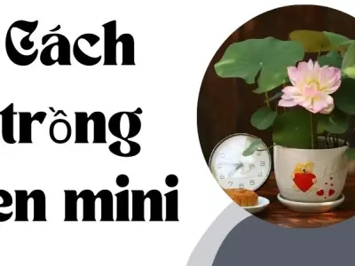 Cách trồng sen mini được người chơi cây ưa chuộng nhất