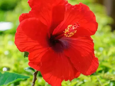 Cây hoa râm bụt - Bí kíp trồng và chăm sóc nở rực rỡ