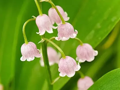 Hoa linh lan - Vẻ đẹp thuần khiết và cách trồng nở rộ rực rỡ