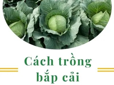Cách trồng bắp cải tại nhà xanh mướt cho người mới đầu