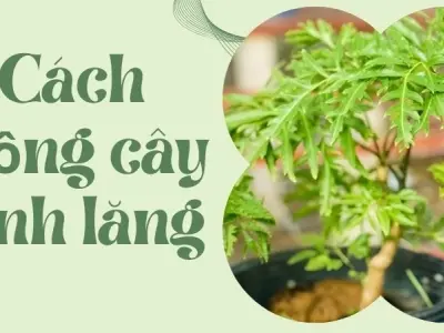 Cách trồng cây đinh lăng giúp gia chủ đổi vận cuộc đời