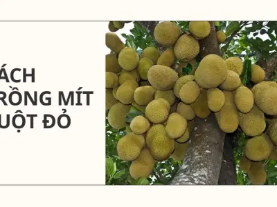 Bí quyết trồng mít ruột đỏ của tôi cho năng suất cực khủng