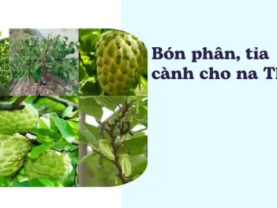Bí kíp trồng na Thái quả đại sai trĩu cành cho nhà vườn