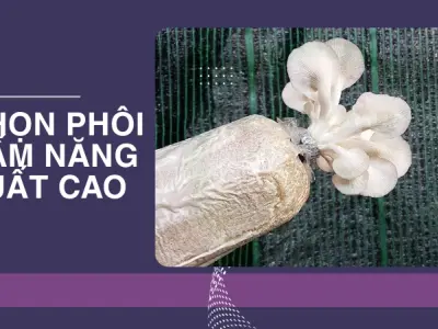 Trồng nấm bào ngư tại nhà- Tôi đã thu hoạch mỏi tay thế nào?