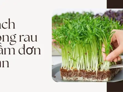 Hướng dẫn cách trồng rau mầm sạch- Thu hoạch sau đúng 5 ngày
