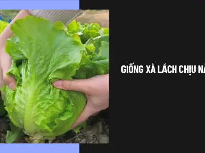Kinh nghiệm trồng xà lách chịu nhiệt xanh mướt mùa nắng