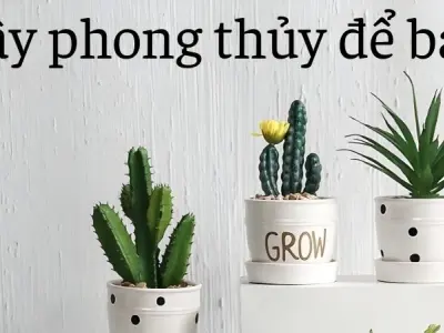 Cây phong thủy để bàn giúp xua đuổi năng lượng xấu
