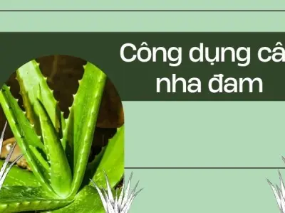 Lợi ích của cây nha đam giúp da đẹp chỉ sau vài ngày