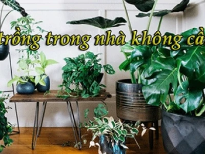 20 Cây Trồng Trong Nhà Dễ Sống Nhất Cho Không Gian Thêm Xanh Mát