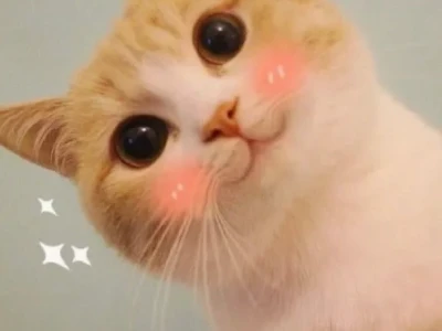 30+ Meme Mèo Ngại Ngùng Đốn Tim, Ai Nhìn Cũng Yêu