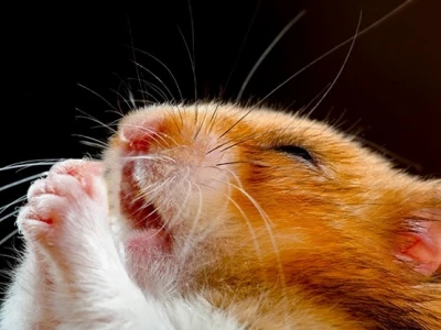370+ Meme Chuột Hamster: Biểu Cảm Lầy Lội Gây Sốt Mạng 2026