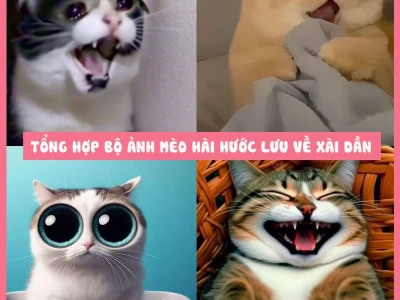 Avatar Mèo Hài Bựa: Tuyển Tập Ảnh Độc Lạ Cho Mạng Xã Hội
