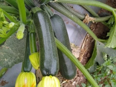 Bí ngòi xanh F1: Hướng dẫn trồng và chăm sóc hiệu quả tại nhà