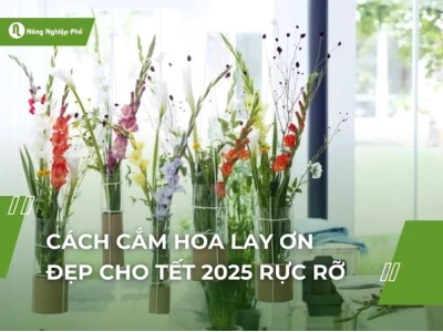 Bí quyết cắm hoa lay ơn đẹp đón Tết, rước tài lộc vào nhà