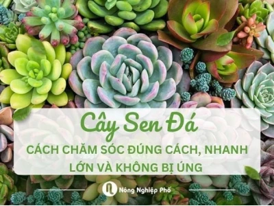 Bí quyết chăm sóc cây hoa đá: Từ A đến Z cho người mới bắt đầu