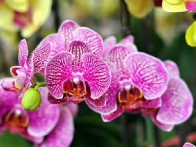 Bí quyết chăm sóc hoa lan toàn diện cho cây khỏe, ra hoa đẹp quanh năm