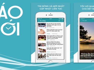 Bí quyết trồng cây đinh lăng trong chậu cho dáng đẹp, củ khỏe
