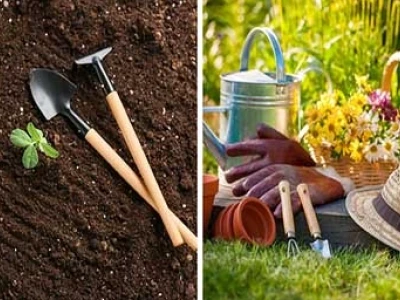 Bí quyết trồng cây tại nhà xanh tốt quanh năm