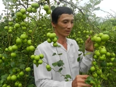 Bí quyết trồng cây táo sai trĩu quả tại nhà