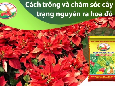 Bí quyết trồng cây trạng nguyên ra lá đỏ rực rỡ đón Tết