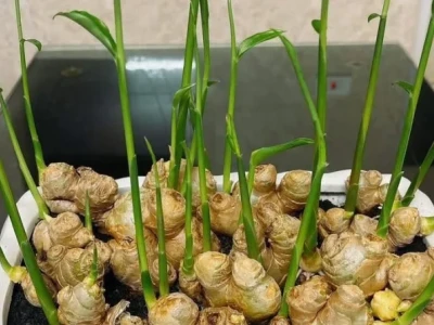Bí quyết trồng gừng trong chậu tại nhà: Củ tươi quanh năm, thơm ngon