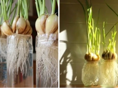 Bí quyết trồng hành thủy canh tại nhà cho năng suất bội thu