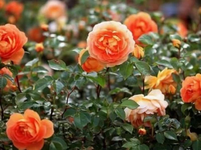 Bí quyết trồng hoa hồng đẹp rực rỡ trong vườn nhà