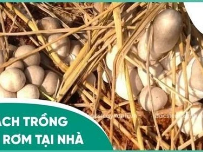 Bí quyết trồng nấm rơm tại nhà thành công quanh năm cho người mới bắt đầu