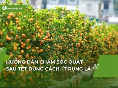 Bí quyết trồng quất trong chậu tươi lâu, sai quả đón Tết