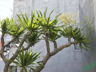 Bí quyết trồng và chăm sóc cây phát tài núi
