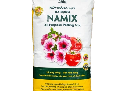 Bí quyết trồng và chăm sóc cây Phát Tài phát lộc trong đất