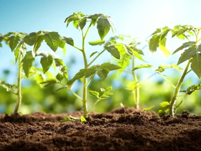 Bí quyết tưới thuốc kích rễ cho cây mới trồng hiệu quả tối ưu