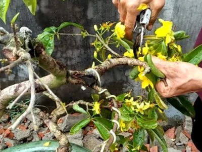 Bí quyết uốn cây mai lớn dáng đẹp chuẩn kỹ thuật cho người mới bắt đầu