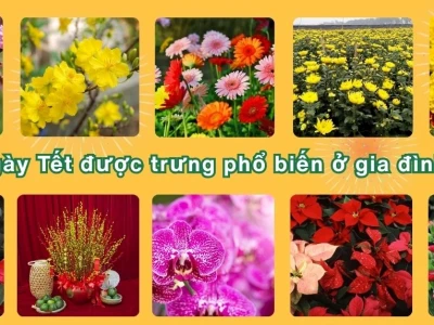 Các loại hoa chưng Tết 2026: Chọn sao cho hút tài lộc và hợp xu hướng?