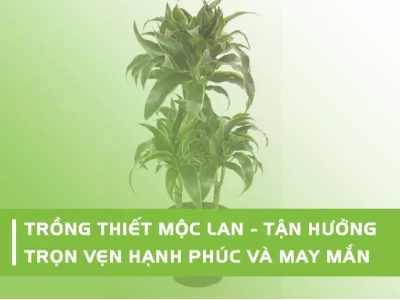 Cách Trồng Cây Thiết Mộc Lan Bằng Cành: Hướng Dẫn Chi Tiết Từ A-Z