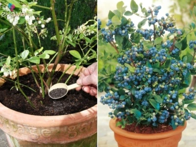 Cách trồng cây việt quất tại nhà: Hướng dẫn chi tiết từ A-Z