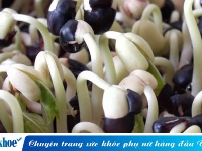Cách Trồng Đậu Đen Đạt Năng Suất Cao Tại Nhà