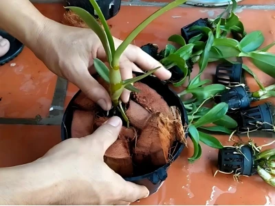Cách trồng hoa địa lan ở miền Bắc cho hoa nở đẹp Tết