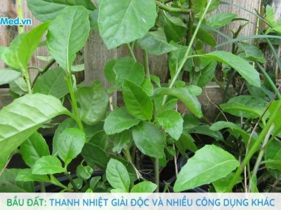 Cây Bầu Đất Dược Liệu Quý Thanh Nhiệt Giải Độc
