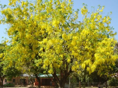 Cây Bò Cạp Vàng: Đặc Điểm, Công Dụng và Ý Nghĩa Sâu Sắc