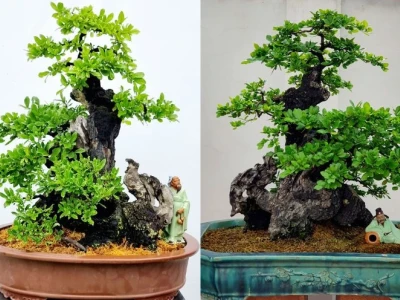 Cây Cẩm Thị Là Gì? Khám Phá "Báu Vật Gỗ Quý" Từ Tự Nhiên