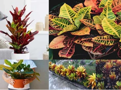Cây Cô Tòng Lá Mít: Hướng Dẫn Chăm Sóc Và Ý Nghĩa Phong Thủy