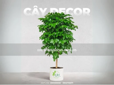 Cây Hạnh Phúc: Ý Nghĩa Phong Thủy, Cách Trồng và Chăm Sóc Đơn Giản