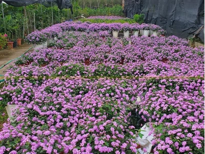 Cây hoa ngũ sắc: Đặc điểm, công dụng và cách trồng