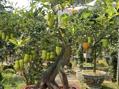 Cây Hồng Đá là gì? Ý nghĩa phong thủy và cách trồng chi tiết