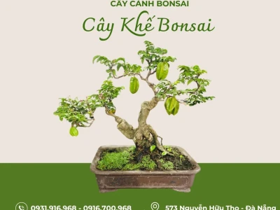 Cây Khế Đẹp: Biểu Tượng Quê Hương và Nghệ Thuật Bonsai