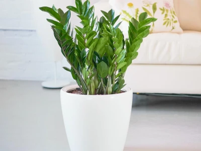 Cây Kim Tiền Mini Để Bàn Mang Tài Lộc May Mắn 2026