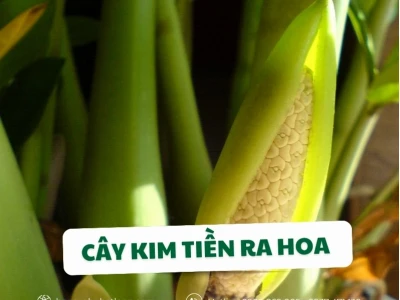 Cây kim tiền ra hoa có ý nghĩa gì và cách chăm sóc để cây khỏe mạnh