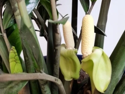 Cây kim tiền ra hoa: Dấu hiệu tài lộc và cách chăm sóc đón lộc trời